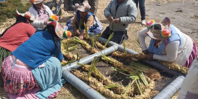 SIEMBRAN VETIVER PARA DESCONTAMINAR LAGO TITICACA EN COATA