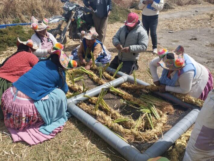 SIEMBRAN VETIVER PARA DESCONTAMINAR LAGO TITICACA EN COATA