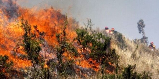 Sanción básica es de 4 a 6 años por tala o quema indebida de bosques.