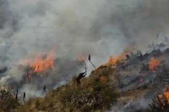 Loreto: Incendio forestal lleva activo una semana y ha arrasado con 100 hectáreas en Contamana