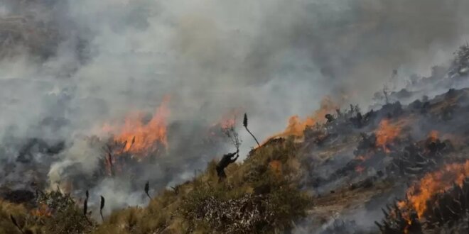 Loreto: Incendio forestal lleva activo una semana y ha arrasado con 100 hectáreas en Contamana