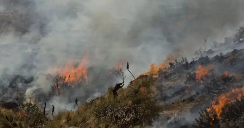 Loreto: Incendio forestal lleva activo una semana y ha arrasado con 100 hectáreas en Contamana