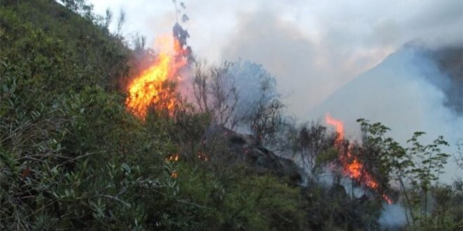 Incendios forestales.