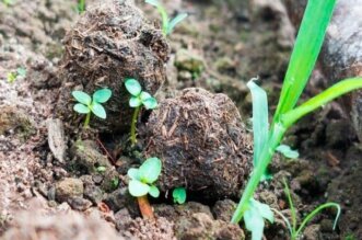 "Bolitas reforestadoras" para curar las áreas afectadas.