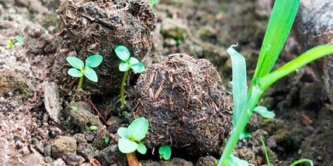 "Bolitas reforestadoras" para curar las áreas afectadas.