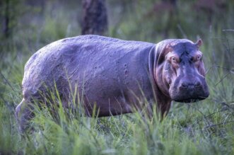 Animales causan destrozos e incluso atacan a pescadores de río.