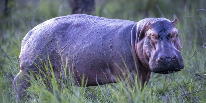 Animales causan destrozos e incluso atacan a pescadores de río.