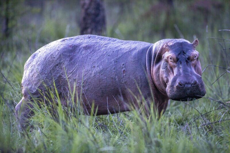 Animales causan destrozos e incluso atacan a pescadores de río.