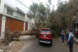 Árbol cae sobre camioneta.