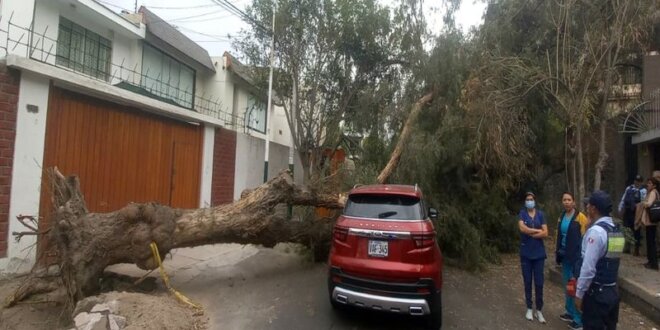 Árbol cae sobre camioneta.