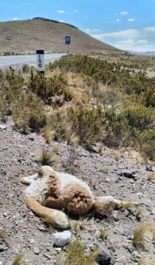 ¡Mal conductor! Bus interprovincial arrolla y mata a dos vicuñas en impactante accidente