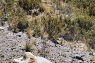 ¡Mal conductor! Bus interprovincial arrolla y mata a dos vicuñas en impactante accidente