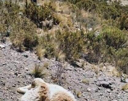 ¡Mal conductor! Bus interprovincial arrolla y mata a dos vicuñas en impactante accidente