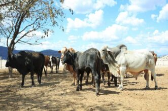 Guatemala confirma caso de gusano barrenador del ganado.