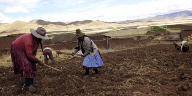 Peligra cultivo de la papa por sequía