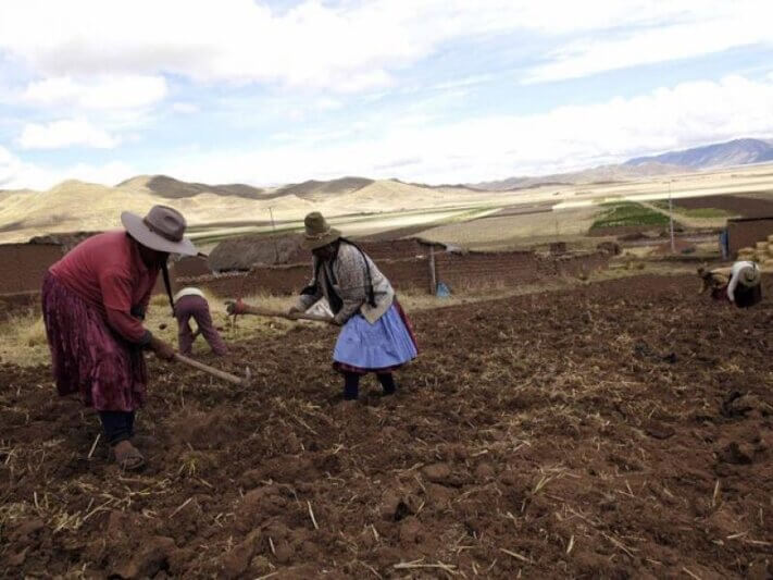 Peligra cultivo de la papa por sequía