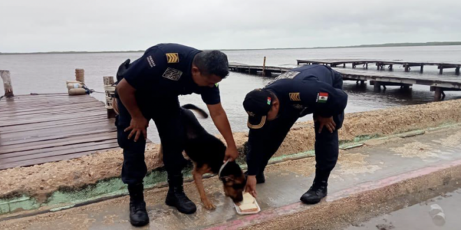 Rescatan a perrito.