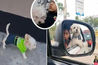 ¿Qué pasó con la perrita del asesino Darwin Condori?