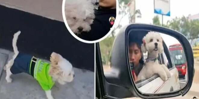 ¿Qué pasó con la perrita del asesino Darwin Condori?