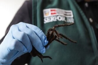 El hombre fue intervenido en el Aeropuerto Internacional Jorge Chávez y también se le incautaron otras especies.