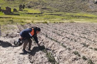 Helada arrasa con varios cultivos 2