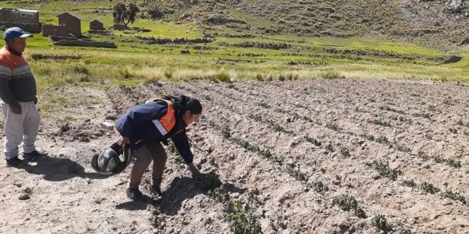 Helada arrasa con varios cultivos 2