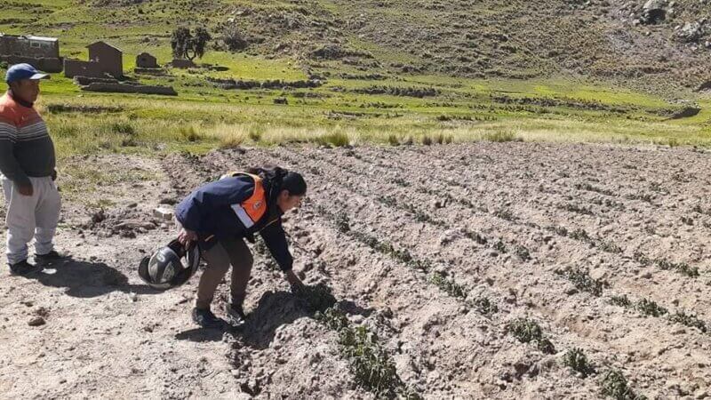 Helada arrasa con varios cultivos 2