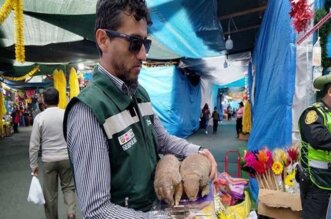 Serfor sancionará por uso de quirquinchos en rituales de fin de año.