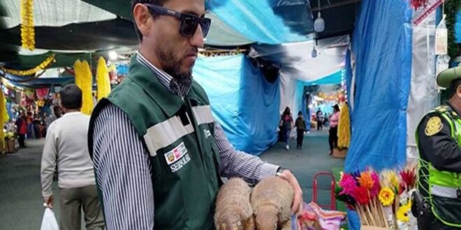 Serfor sancionará por uso de quirquinchos en rituales de fin de año.