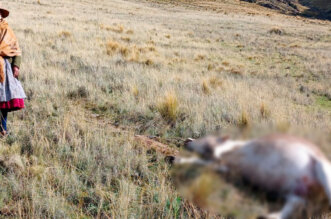 rayo amata animales puno