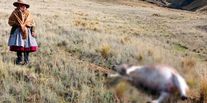 rayo amata animales puno