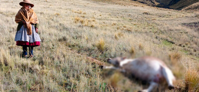 rayo amata animales puno