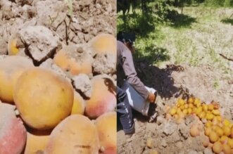 Agricultores entierran mangos.