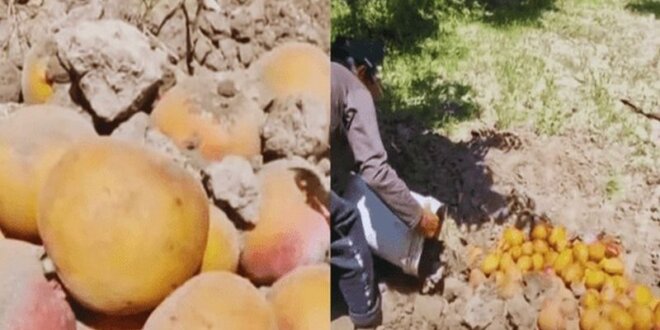 Agricultores entierran mangos.