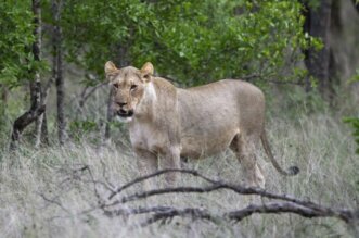 Zimbabue nino perdido leones 1024x576 1