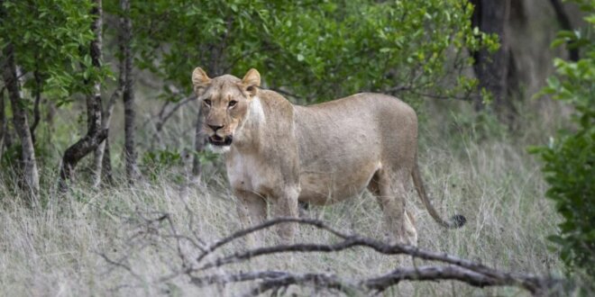 Zimbabue nino perdido leones 1024x576 1