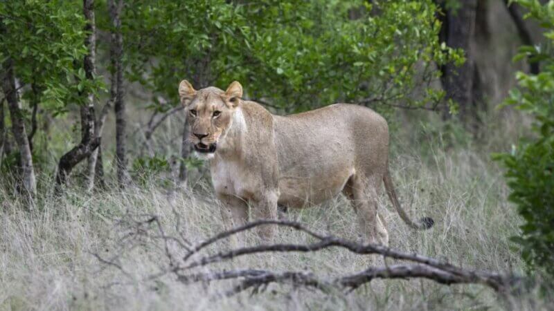 Zimbabue nino perdido leones 1024x576 1