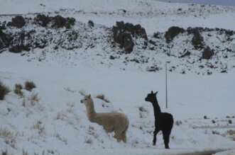 Comuneros de Ananea claman ayuda urgente a las autoridades.