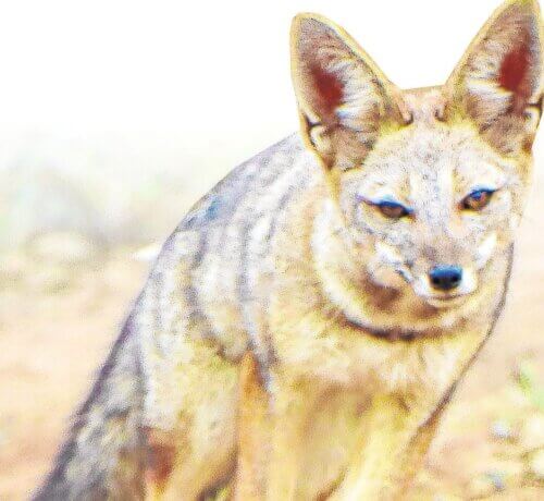 El zorro gris es una especie que puede estar segura en las áreas de conservación regional.