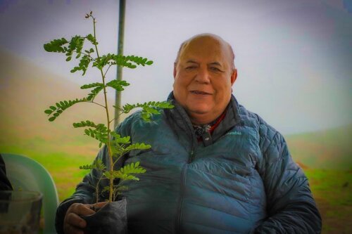 La gestión del gobernador Luis Torres impulsa la reforestación en las lomas con especies como la tara y la papaya silvestre.