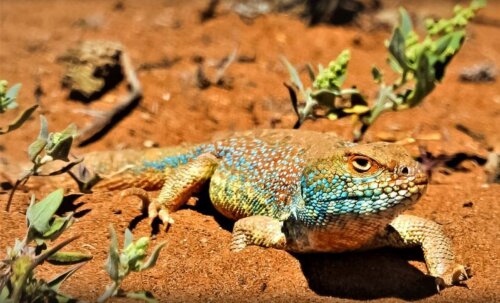 La lagartija Liolaemus basadrei, descubierta en las lomas de Chapolla en 2019, es una especie única de la región que habita el área.