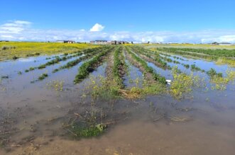 Naturaleza golpea a humildes campesinos