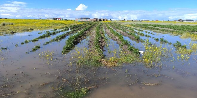 Naturaleza golpea a humildes campesinos