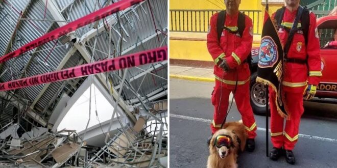 Perros de rescate no pudieron atender la emergencia.