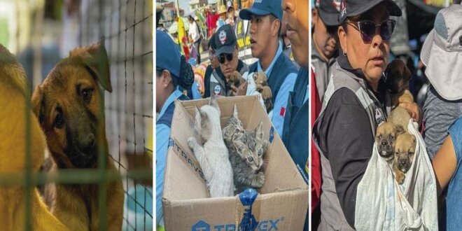 Cachorros y gatitos eran vendidos en jaulas.