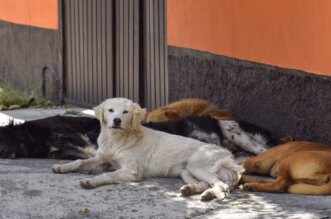 Gatos y perros