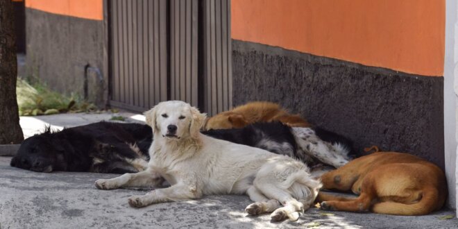 Gatos y perros