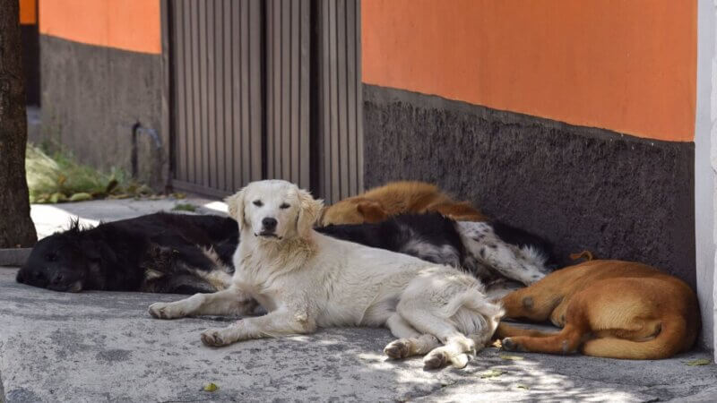 Gatos y perros