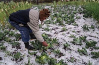 Lluvias y granizadas estropean cultivos en la región.