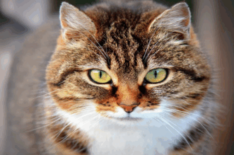 gatos